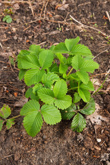 Young leaves of strawberry in the garden at spring time..