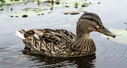 Stockente vor Seerosenfeld