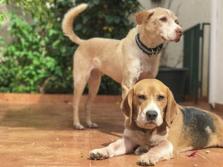 Best dog friends relaxing in home garden - Brazil