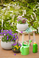 beautiful pansy summer flowers in garden, watering can, tools