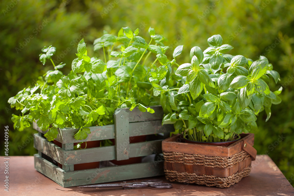 Canvas Prints fresh basil parsley mint herbs in garden