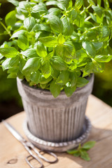 fresh basil herb in flowerpot in garden