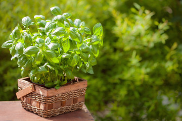 fresh basil herb in garden