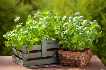 fresh basil parsley mint herbs in garden
