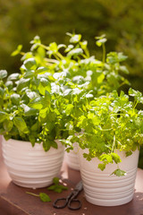 fresh basil parsley mint herbs in garden