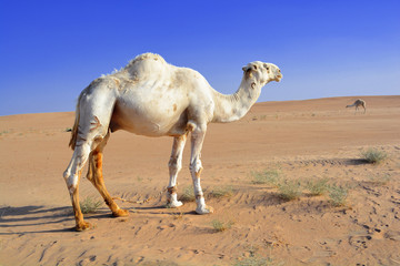 camel in sahara