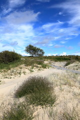 Path in the dunes