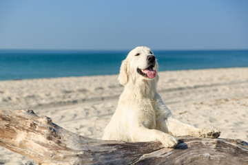 Happy Golden Retriever playing at the beach