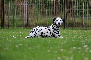 Portrait eines Dalmatiner im Garten