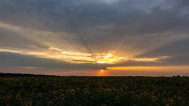 ramatic sunset over a sunflowers fields. Time-lapse 4k. Evening.