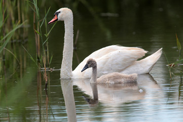 Fototapeta premium Mother swan with cygnet floating on the lake, family, parent with chick.