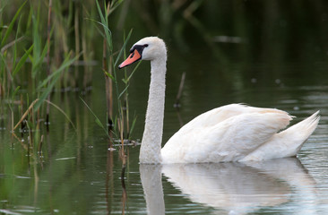 Fototapeta premium Mute Swan (Cygnus olor) swimming on the lake.