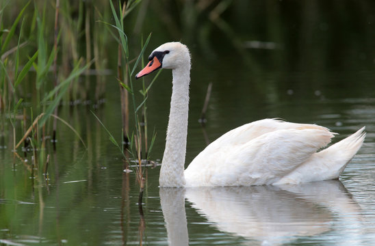 Mute Swan (Cygnus olor) swimming on the lake.