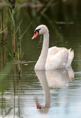 Mute Swan (Cygnus olor) swimming on the lake.