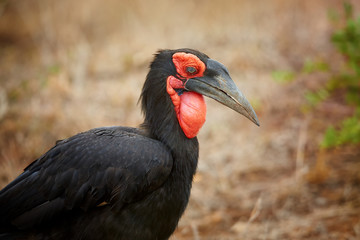 Portrait of  the largest species of hornbills, Southern ground hornbill, Bucorvus leadbeateri. Large african bird with vivid red face and throat. Vulnerable species, northern South Africa.