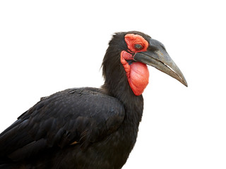Isolated on white background, portrait of Southern ground hornbill, Bucorvus leadbeateri.  Large african bird, black colored with vivid red face and throat. Vulnerable species, northern South Africa.