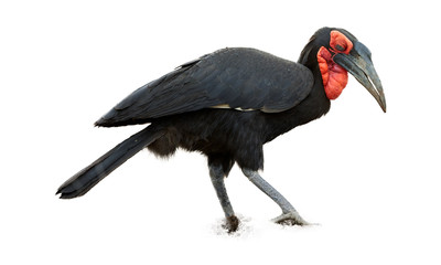 Isolated on white background, Southern ground hornbill, Bucorvus leadbeateri.  Large african bird, black colored with vivid red face and throat. Vulnerable species, northern South Africa.