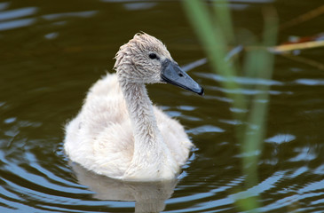 Young Mute Swan (Cygnus olor) cygnet.