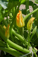 Pumpkin flowers in the garden