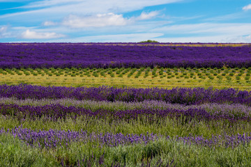 Fototapeta na wymiar The lavender farm in the summertime.