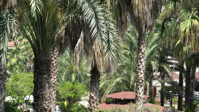 Video of High tropical palm trees and the wind on the coast