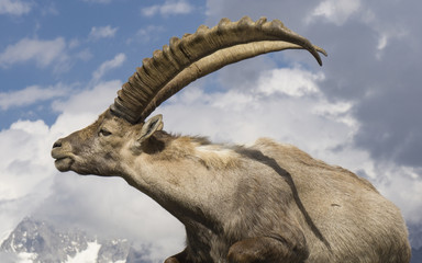 Ibex against the sky. Alps. France.