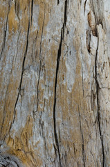 The texture of the gray old wood with cracks.