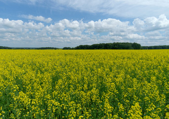 Obraz premium Field of yellow rapeseed
