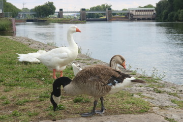 Gänse am Main © johannesk1403