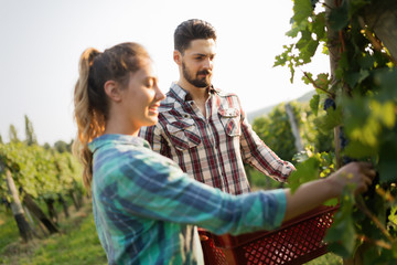 Winegrowers harvesting grapes in vineyard