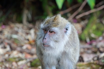 singe ile maurice