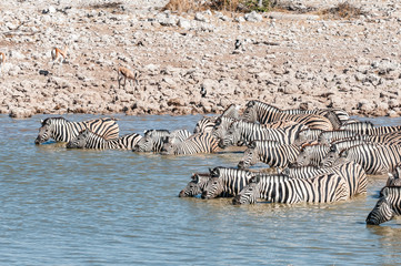 Fototapeta na wymiar Burchells zebras standing in a waterhole to drink