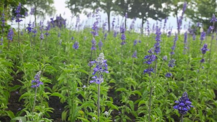 ブルーサルビア