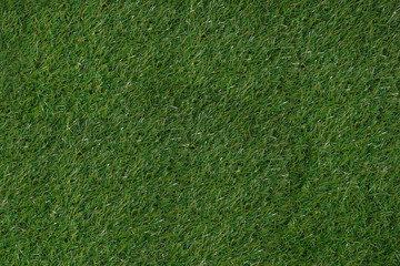 green grass natural texture  background