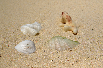 Shell on the beach of Ukulhas, Maldives