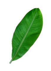 Fototapeta na wymiar Banana Leaf isolated on white background