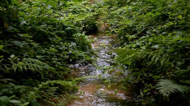 Kleiner Bach im Pf&auml;lzer Wald