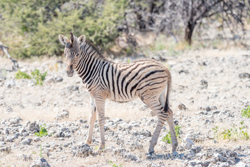 Fototapeta na wymiar Burchells zebra foal between calcrete rocks