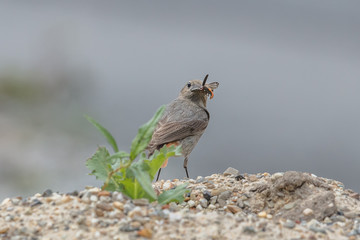 rotschwänzchen