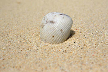 Shell on the beach of Ukulhas, Maldives