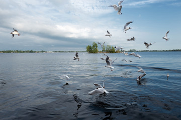 Many seagulls flying over lake