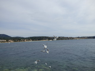 Mouettes à Bandol