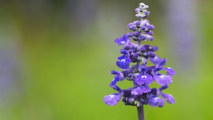 ブルーサルビア