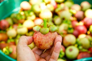 Stock Photo - Fresh mangosteen fruit on hand