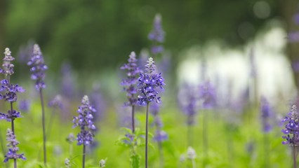 ブルーサルビア