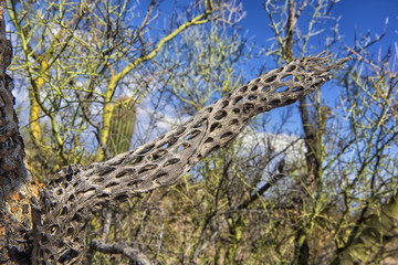 The huge cactus - Carnegie giant (Carnegiea gigantea). Organ Pipe Cactus National Monument,...