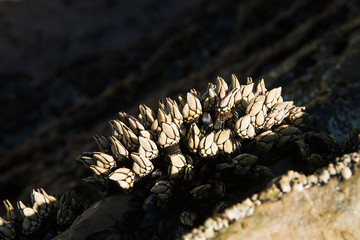 As Catedrais beach in Galicia,  goose barnacle by low tide