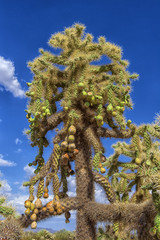 Cylindropuntia fulgida with fruits and Creosote bush in a desert.  Organ Pipe Cactus National...