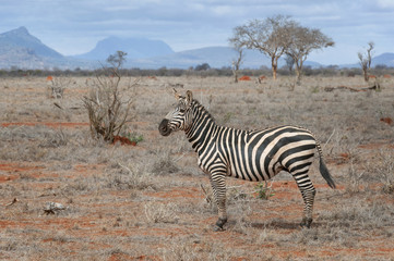 Single zebra standing in savanna.
