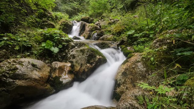 Medium shot of a forest stream with green trees and mossy rocks. 4k timelapse.